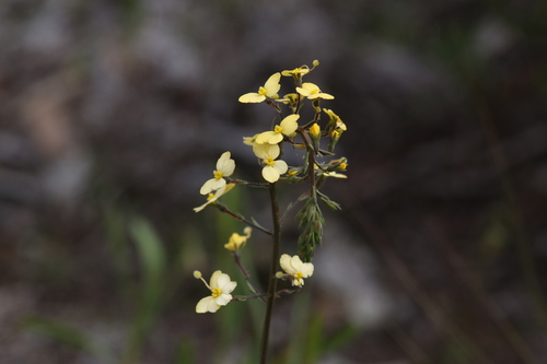 Stylidium diuroides (Stylidium diuroides)