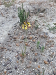 Stylidium diuroides (Stylidium diuroides)