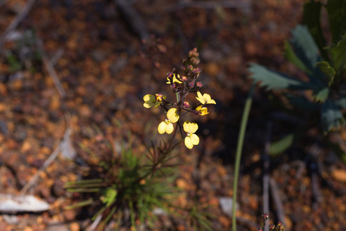Stylidium diuroides (Stylidium diuroides)