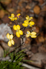 Stylidium diuroides (Stylidium diuroides)