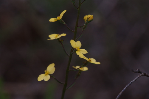 Stylidium diuroides (Stylidium diuroides)