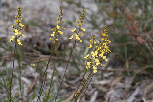 Stylidium diuroides (Stylidium diuroides)