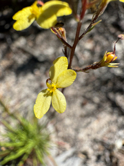 Stylidium diuroides (Stylidium diuroides)