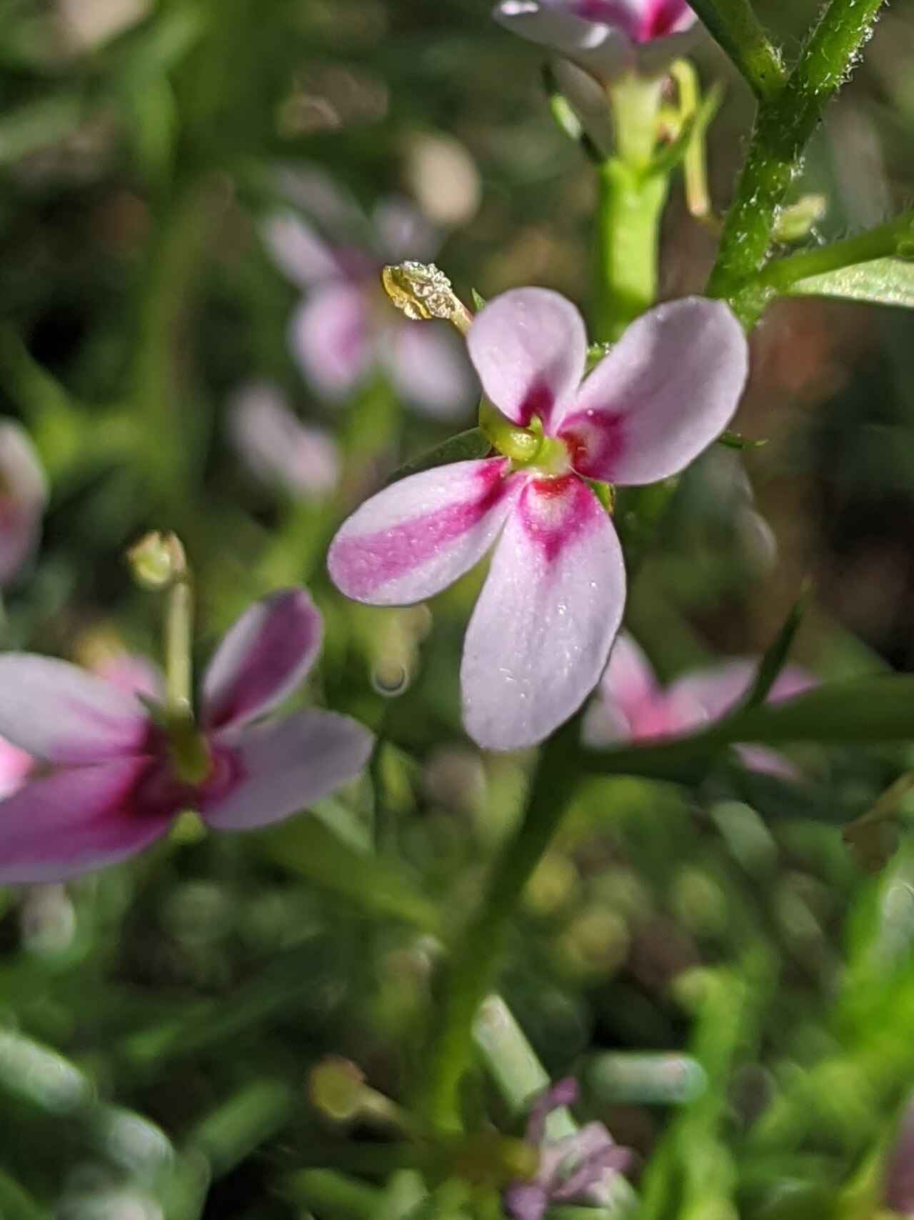 Stylidium eglandulosum: Stylidium eglandulosum in Australia