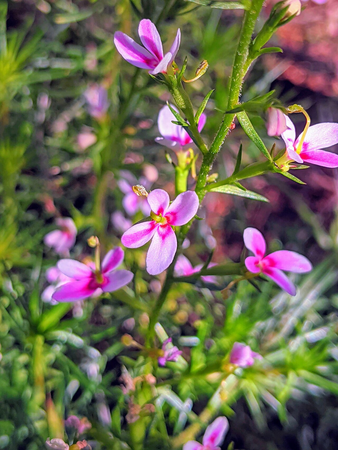 Stylidium eglandulosum: Stylidium eglandulosum in Australia