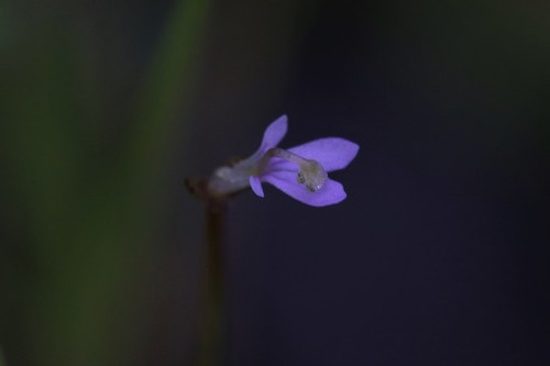 Stylidium elachophyllum (Stylidium elachophyllum)