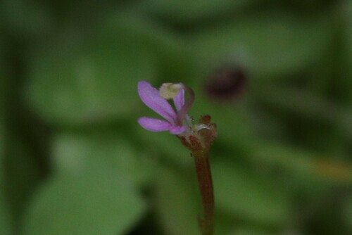 Stylidium elachophyllum (Stylidium elachophyllum)