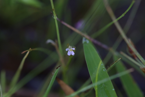 Stylidium elachophyllum (Stylidium elachophyllum)