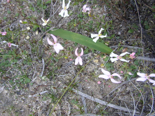 Stylidium emarginatum (Stylidium emarginatum)
