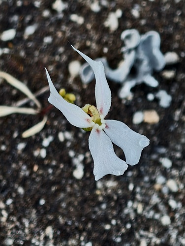 Stylidium emarginatum (Stylidium emarginatum)