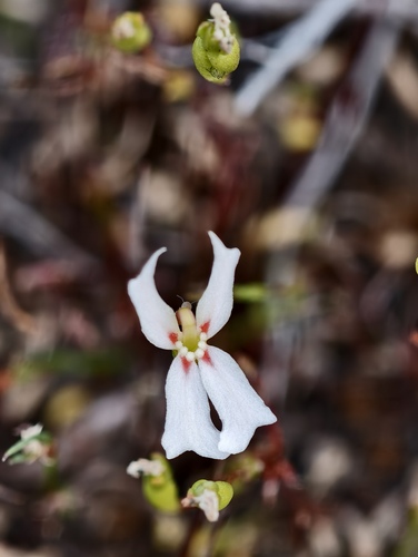 Stylidium emarginatum (Stylidium emarginatum)