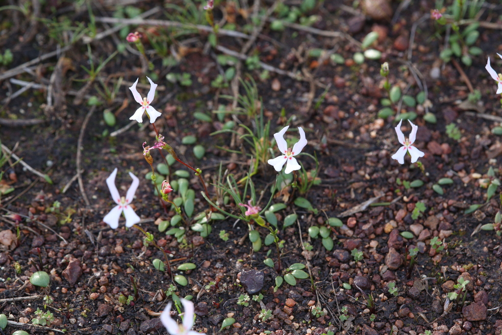 Stylidium emarginatum (Stylidium emarginatum)