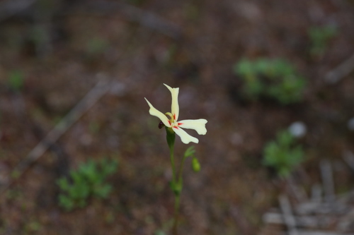 Stylidium emarginatum (Stylidium emarginatum)