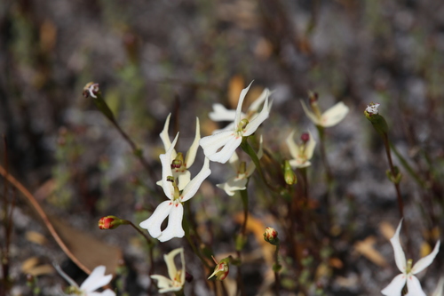 Stylidium emarginatum (Stylidium emarginatum)