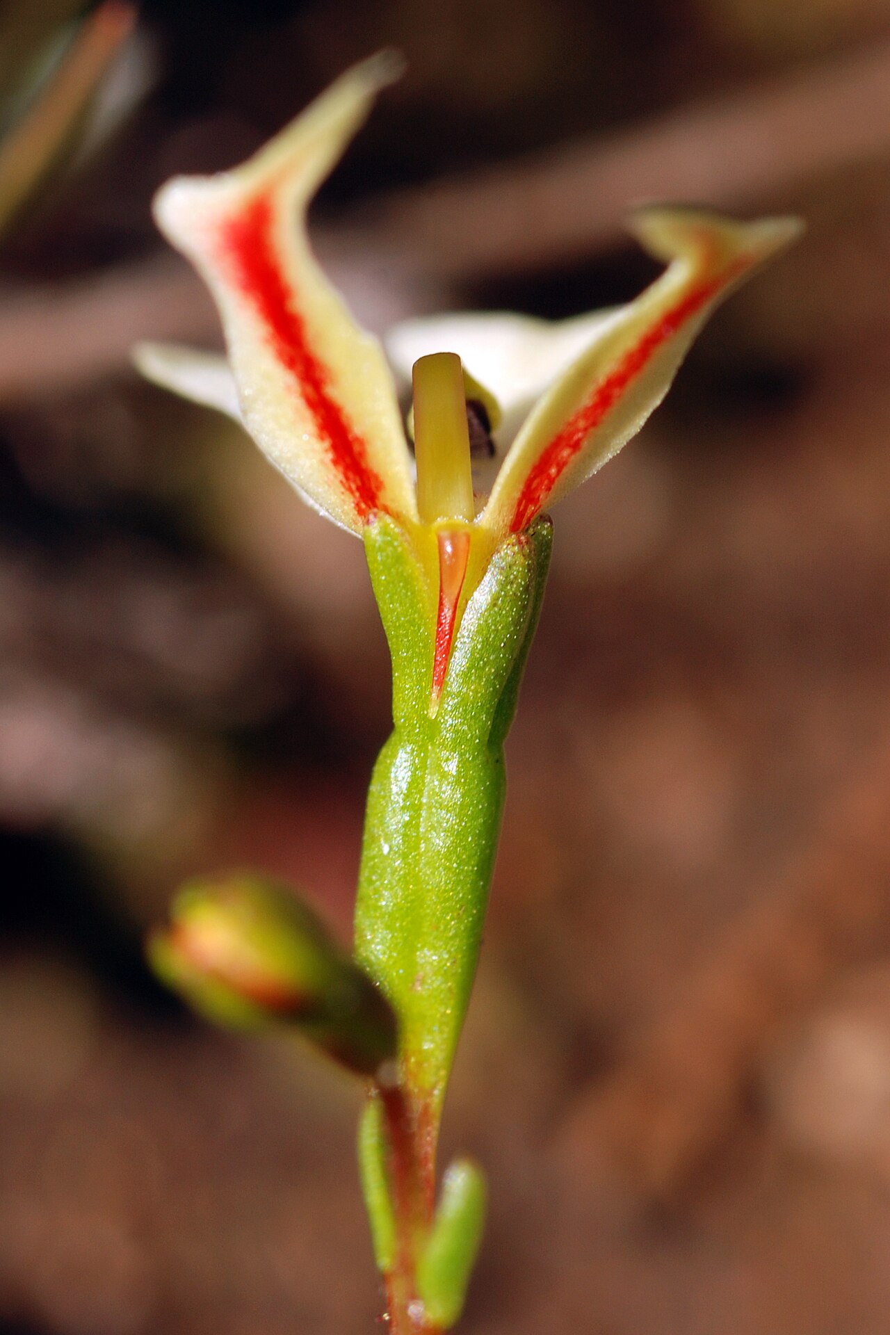 Stylidium emarginatum: Stylidium emarginatum