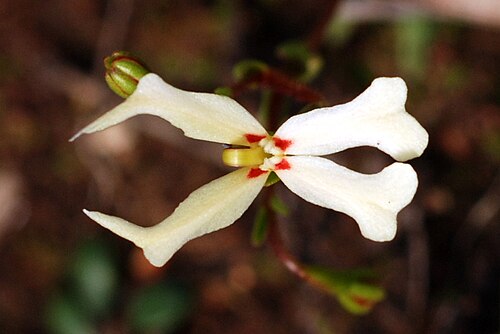 Stylidium emarginatum: Stylidium emarginatum