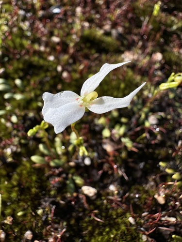 Stylidium emarginatum (Stylidium emarginatum)