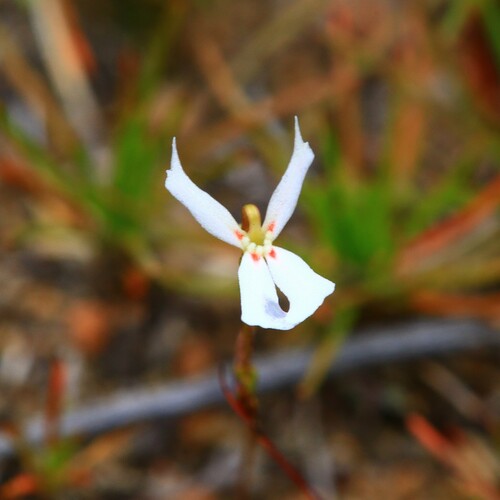 Stylidium emarginatum (Stylidium emarginatum)