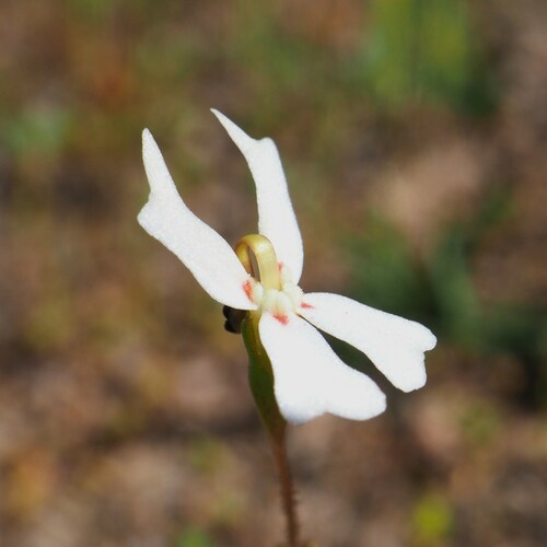Stylidium emarginatum (Stylidium emarginatum)