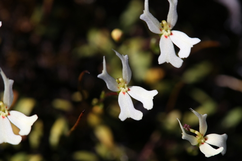Stylidium emarginatum (Stylidium emarginatum)