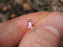 Stylidium ericksoniae (Stylidium ericksoniae)