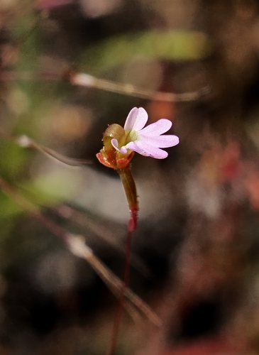 Stylidium ericksoniae (Stylidium ericksoniae)