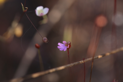 Stylidium ericksoniae (Stylidium ericksoniae)