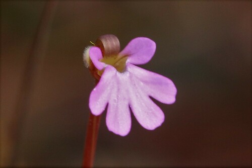 Stylidium ericksoniae (Stylidium ericksoniae)