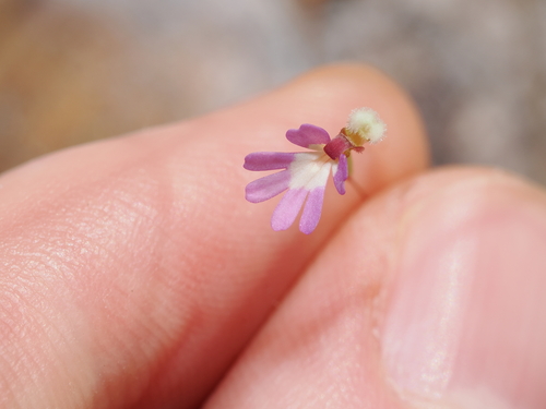 Stylidium ericksoniae (Stylidium ericksoniae)