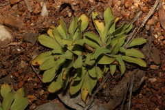 Stylidium eriorhizum (Stylidium eriorhizum)