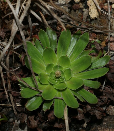Stylidium eriorhizum (Stylidium eriorhizum)