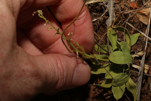 Stylidium eriorhizum (Stylidium eriorhizum)