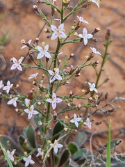 Stylidium eriorhizum (Stylidium eriorhizum)