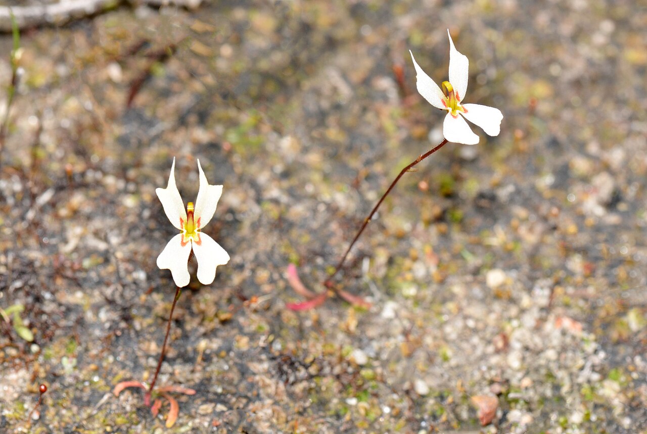 Stylidium exappendiculatum: A small ephemeral plant which grows in winter wet areas with other Stylidium plants. This plant is very similar to Stylidium emarginatum but has no throat appen
