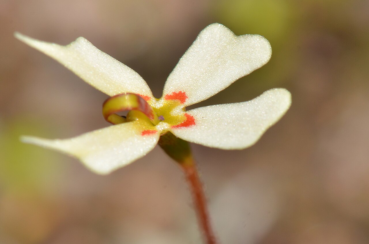 Stylidium exappendiculatum: A small ephemeral plant which grows in winter wet areas with other Stylidium plants. This plant is very similar to Stylidium emarginatum but has no throat appen