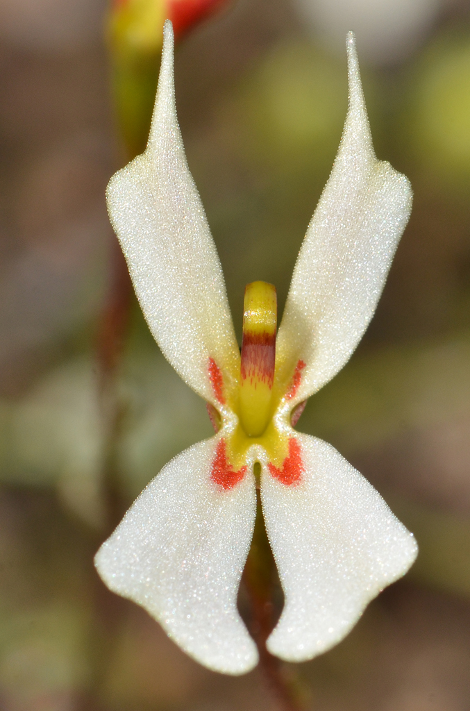 Stylidium exappendiculatum: A small ephemeral plant which grows in winter wet areas with other Stylidium plants. This plant is very similar to Stylidium emarginatum but has no throat appen