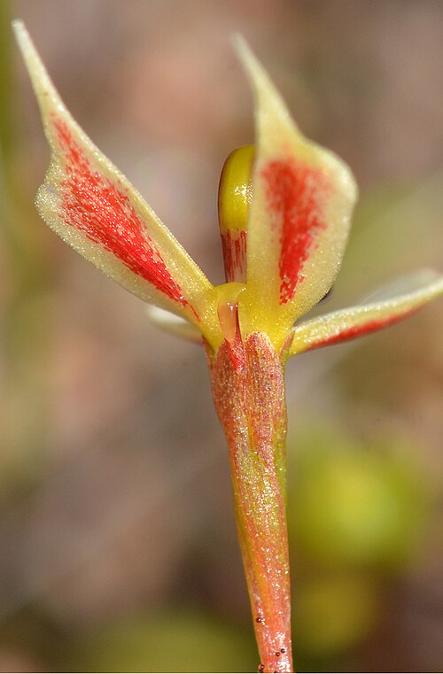 Stylidium exappendiculatum: A small ephemeral plant which grows in winter wet areas with other Stylidium plants. This plant is very similar to Stylidium emarginatum but has no throat appen