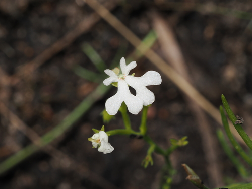 Stylidium exiguum (Stylidium exiguum)