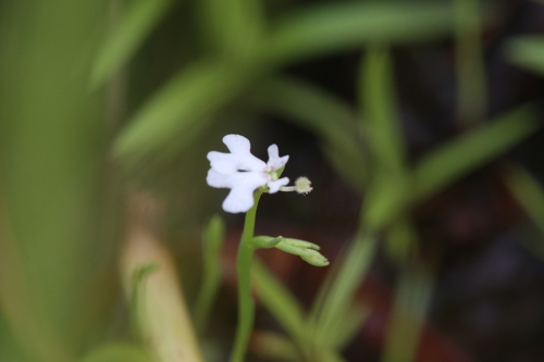 Stylidium exiguum (Stylidium exiguum)