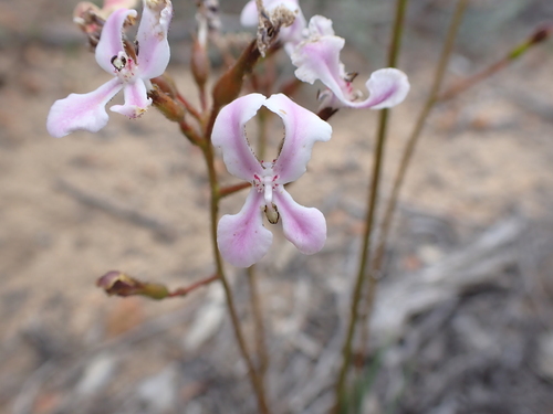 Stylidium expeditionis (Stylidium expeditionis)