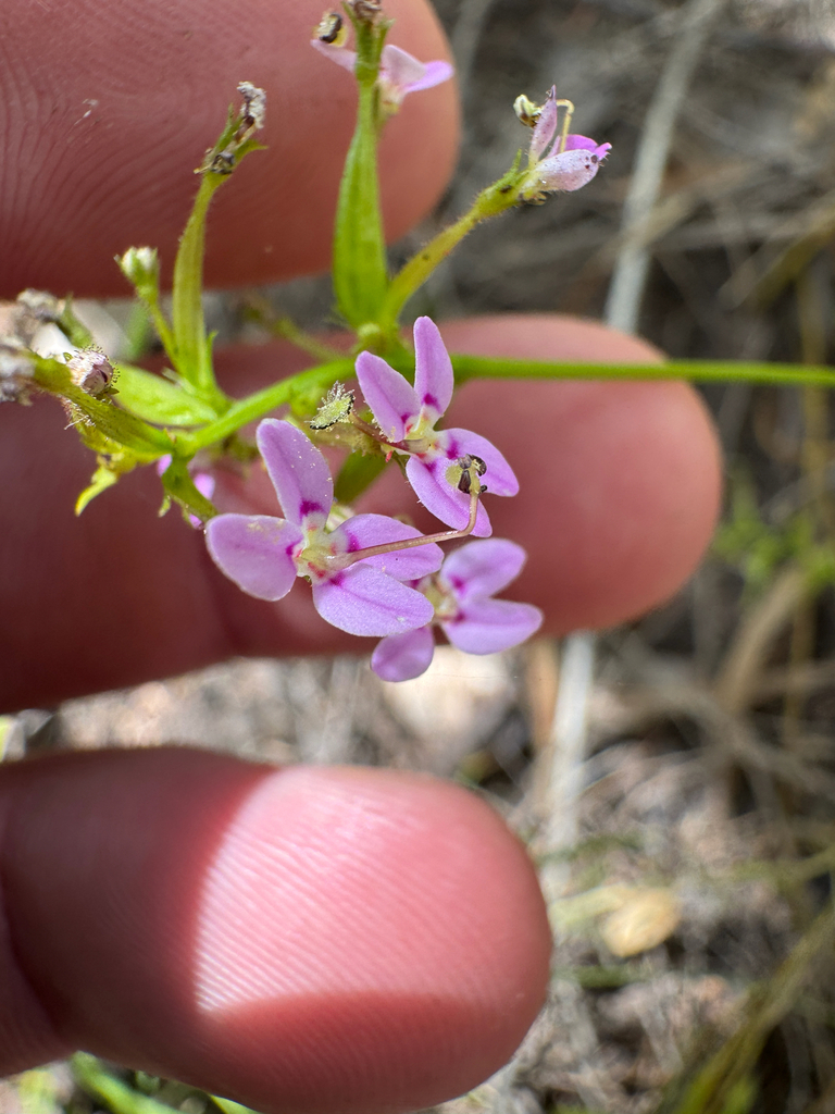 Stylidium fasciculatum (Stylidium fasciculatum)