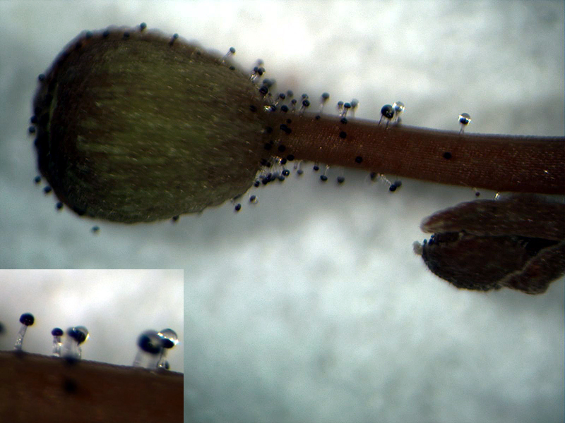 Stylidium fimbriatum: I, User:Rkitko , am the creator of this photograph.