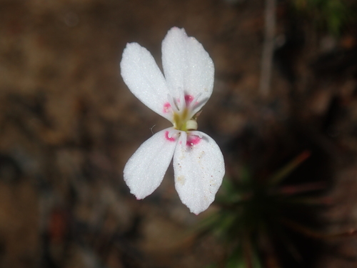 Stylidium flagellum (Stylidium flagellum)