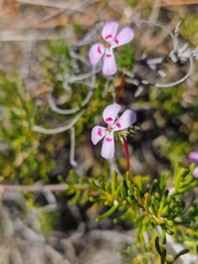 Stylidium flagellum (Stylidium flagellum)