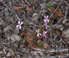 Stylidium flagellum (Stylidium flagellum)