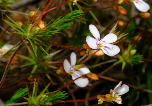 Stylidium flagellum (Stylidium flagellum)