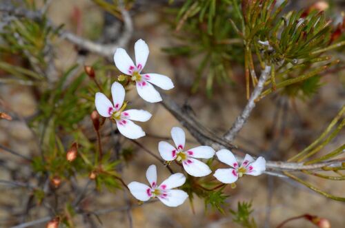 Stylidium flagellum (Stylidium flagellum)