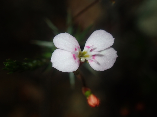 Stylidium flagellum (Stylidium flagellum)