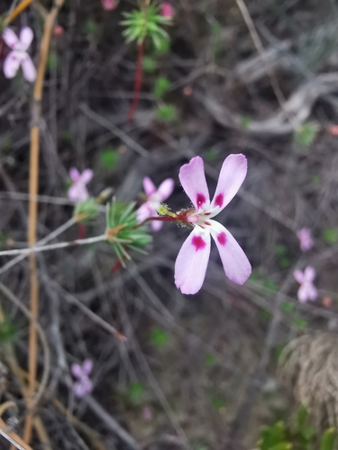 Stylidium flagellum (Stylidium flagellum)