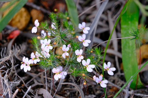 Stylidium flagellum (Stylidium flagellum)